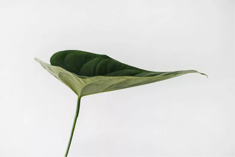 Ein einzelnes grünes Blatt mit sichtbaren Adern und einem langen Stiel ist vor einem schlichten weißen Hintergrund isoliert.
